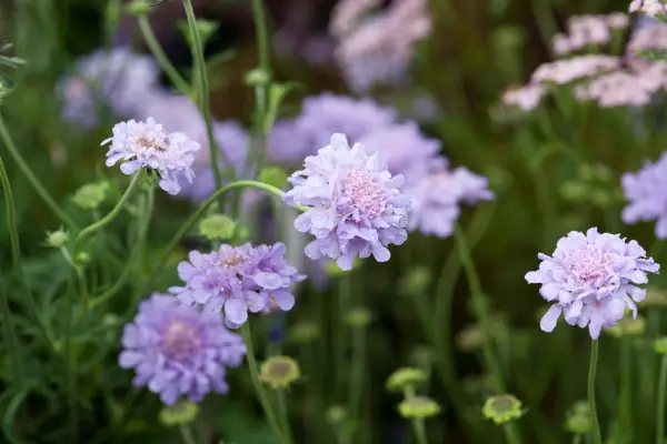 Scabiosa 