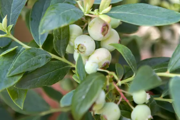 백신 콩 코리 엠보섬 '선샤인 블루'