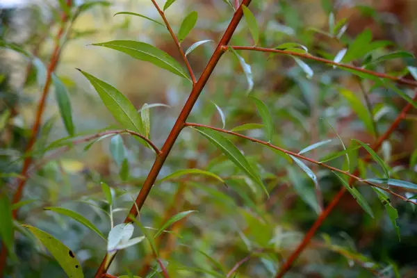 Salix vitellina 