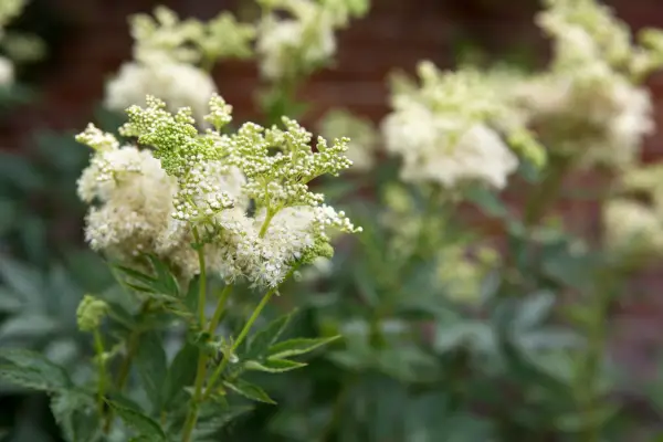 Filipendula ulmaria