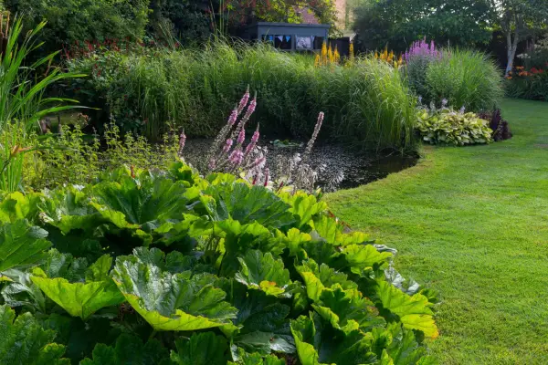 Darmera peltata. Neil Hepworth