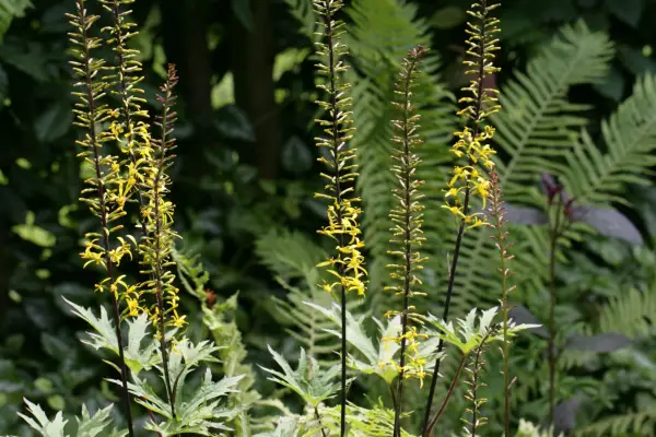Ligularia