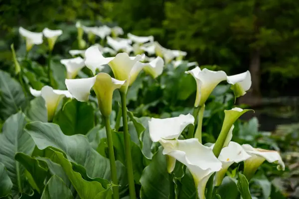 A swathe of white calla lillies. Jason Ingram