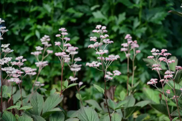 Rodgersia pinnata