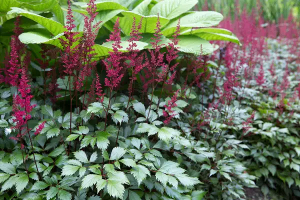 Astilbe chinensis