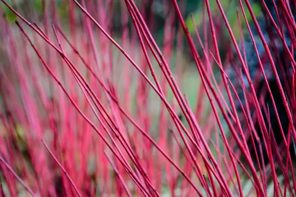 Colourful red winter stems of Cornus alba