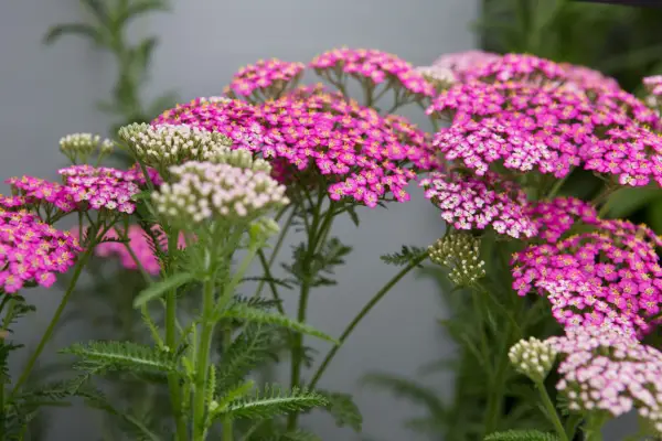 Achillea millefolium 'Pretty Belinda'