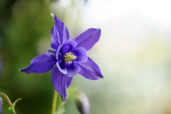 アクイレギアflabellata