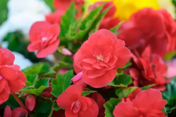 Begonia '논스톱 혼합'