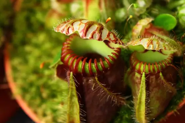 Pitcher chalice of Cephalotus follicularis. Getty Images