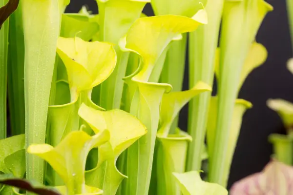 Sarracenia flava pitcher plant
