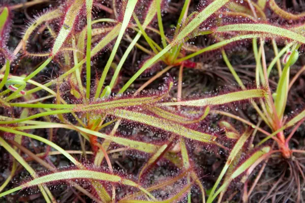 Cape Sundew carnivorous plant, Drosera capensis