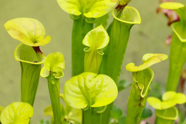 A closeup of the yellow pitcher plant (Sarracenia flava).