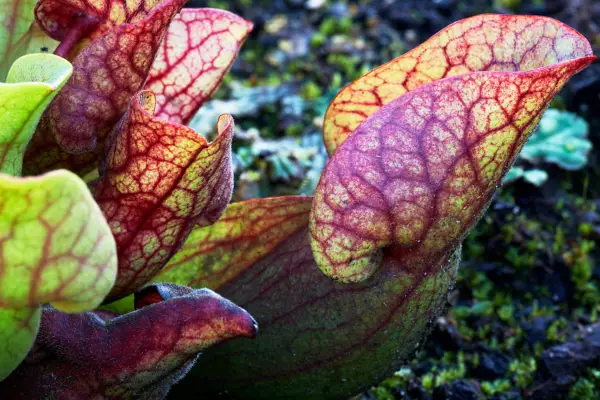 Southern Purple Pitcher Plant (Sarracenia purpurea subsp. venosa/Sarracenia rosea). Getty Images