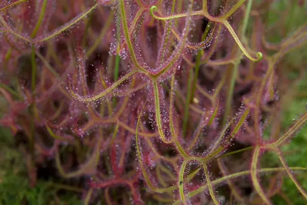 Forked sundew (Drosera binata var. multifida)