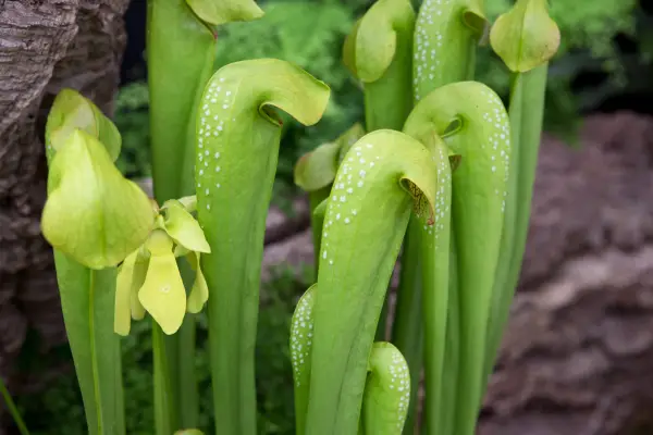 Sarracenia minor 