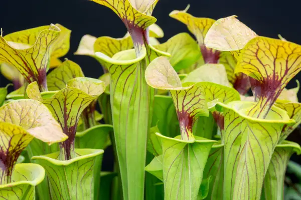 Coppery yellow pitcher plant (Sarracenia flava var. cuprea)