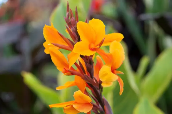 Canna `` wyoming '