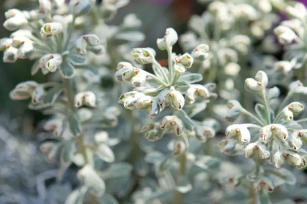 Euphorbia Characias 'Tasmanian Tiger'