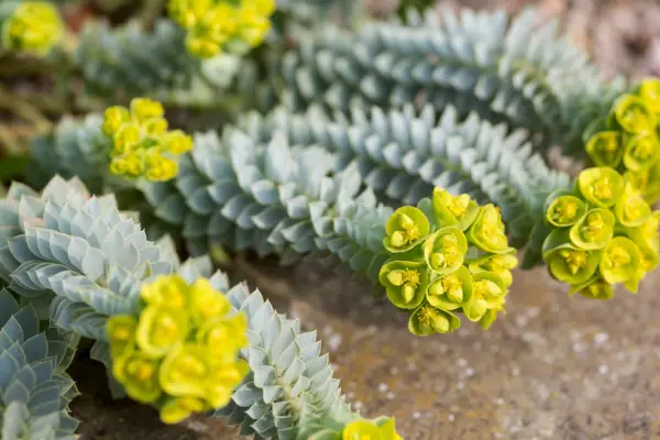 Plant families - Euphorbiaceae