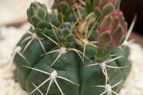 Ginocalycium descoberto