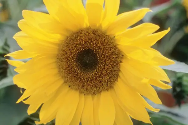 Helianthus Annuus 'Pacino Cola' (série Pacino)