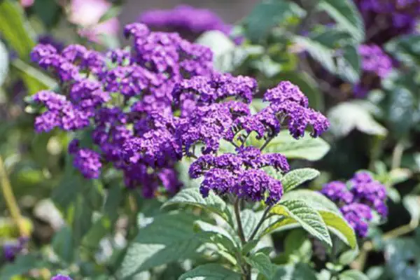 Heliotropium 'Baby blau'