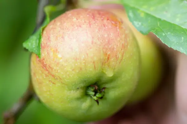 Malus Domestica 'Sunset'