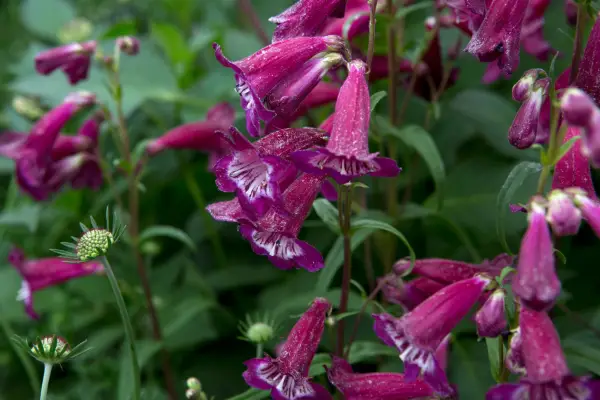 ペンズメon「レイヴン」