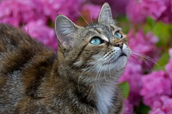 Rastliny toxické pre mačky