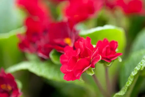 Primula 'Hvalarina Valentine'