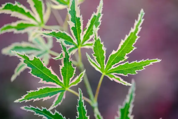 Acer Palmatum 'Kagiri-Nishiki'