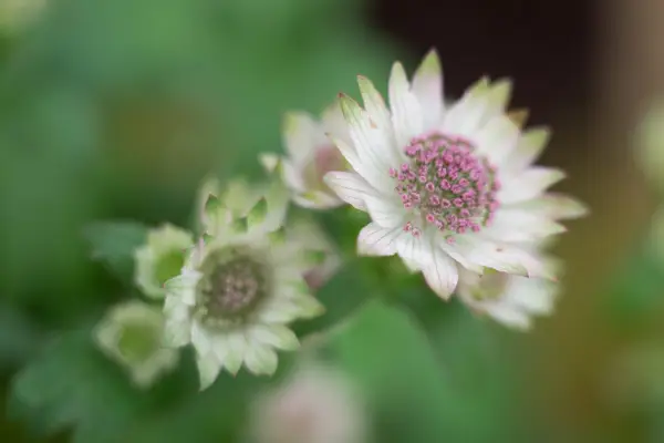Astrantia Major 'Pink Sensation'