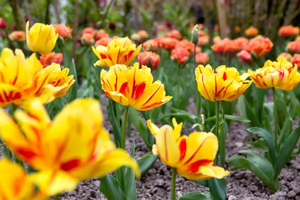 Tulipa 