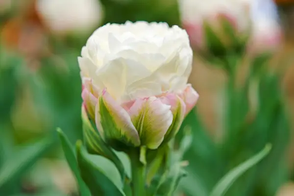 Tulipa 