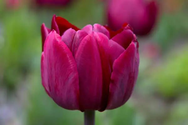 Tulipa 