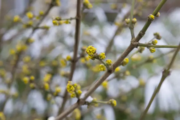 Cornus Mas