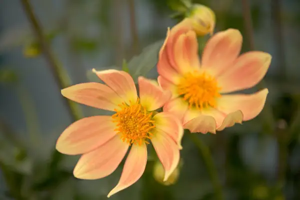 Dahlia „Ian Hislop”