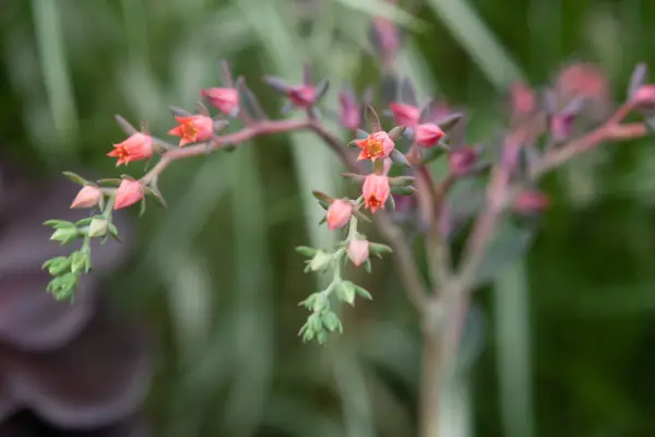 Echeveria 'Blue Prince'