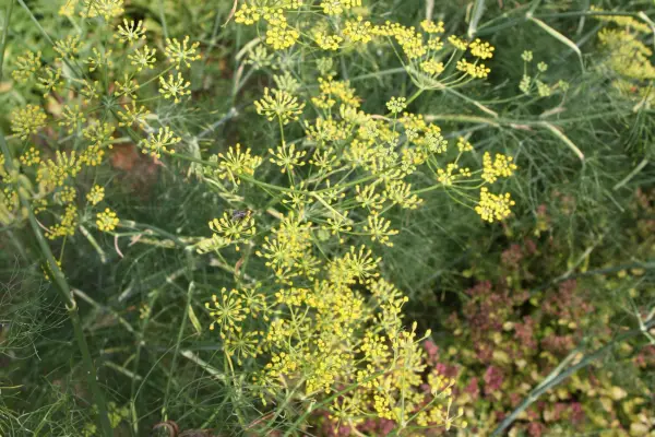 bronze-fennel-foeniculum-vulgare-3