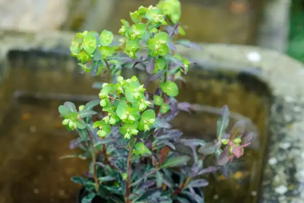 euphorbia-amygdaloides-purpurea-2