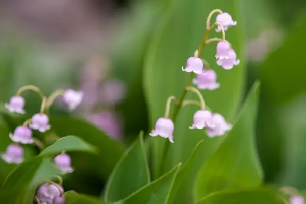 convallaria-majalis-rosea-2