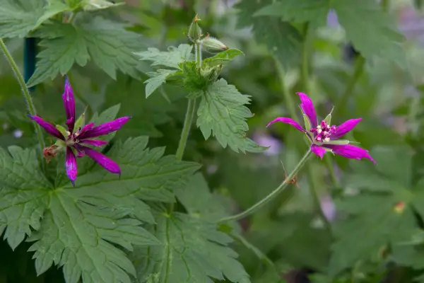 geranium-pslilostemon-catherine-deneuve-2