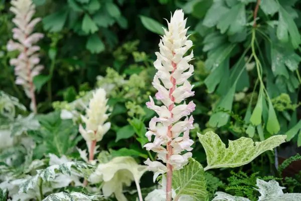 acanthus-mollis-whitewater-2