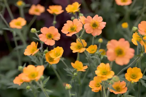 geum-totally-tangerine-3