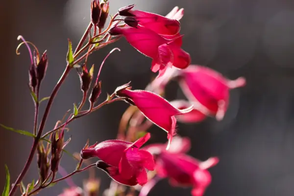 penstemon-andenken-an-friedrich-hahn-2