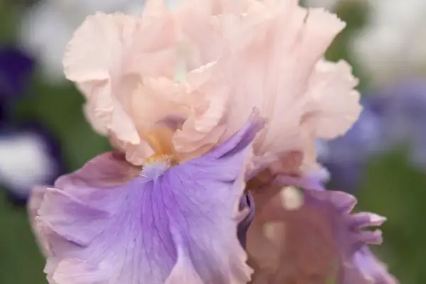 아이리스의 피렌체 실크 '