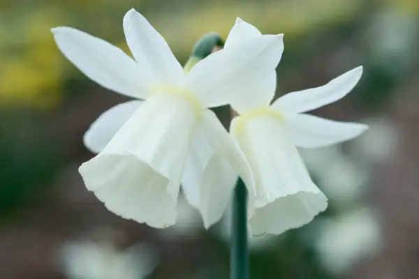 Narcissus 'Horn of Plenty'