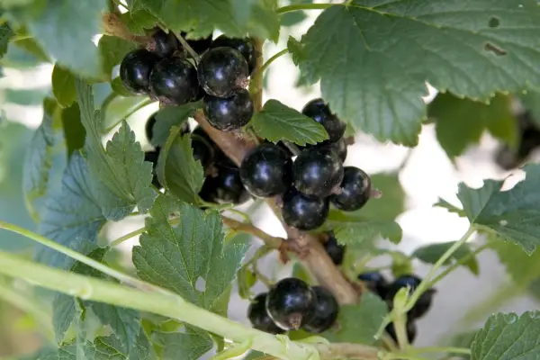Ribes nigrum „Ebony”
