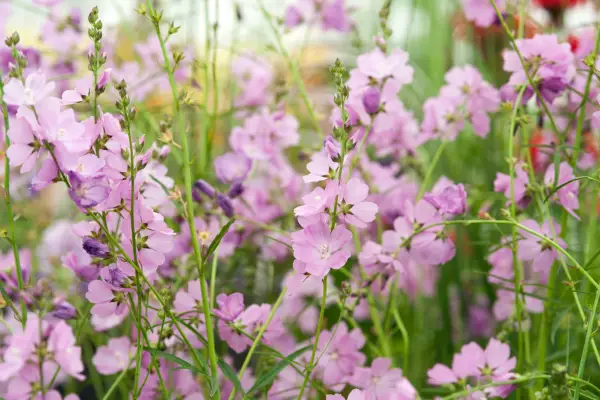 Sidalcea 'Rose Queen'